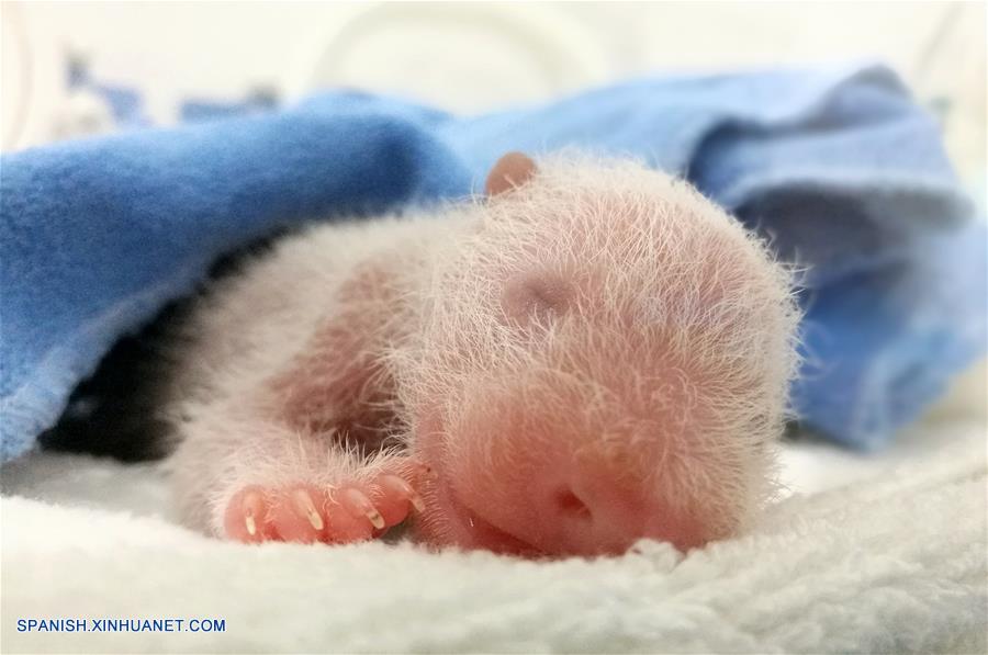 SHAANXI, junio 22, 2017 (Xinhua) -- Imagen del 16 de junio de 2017 de un cachorro parido por la panda Yang Yang, de catorce años de edad, permaneciendo en el Centro de Rescate y Cría de Animales Salvajes Raros de Shaanxi, en la provincia de Shaanxi, en el noroeste de China. El departamento forestal provincial informó el jueves que Yang Yang dio a luz un cachorro el 11 de junio y Ai Bang dio a luz a cachorros gemelos el 12 de junio en el centro. (Xinhua/Str)