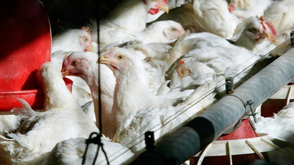 Empresa de EE.UU probará adormecer a los pollos antes de sacrificarlos