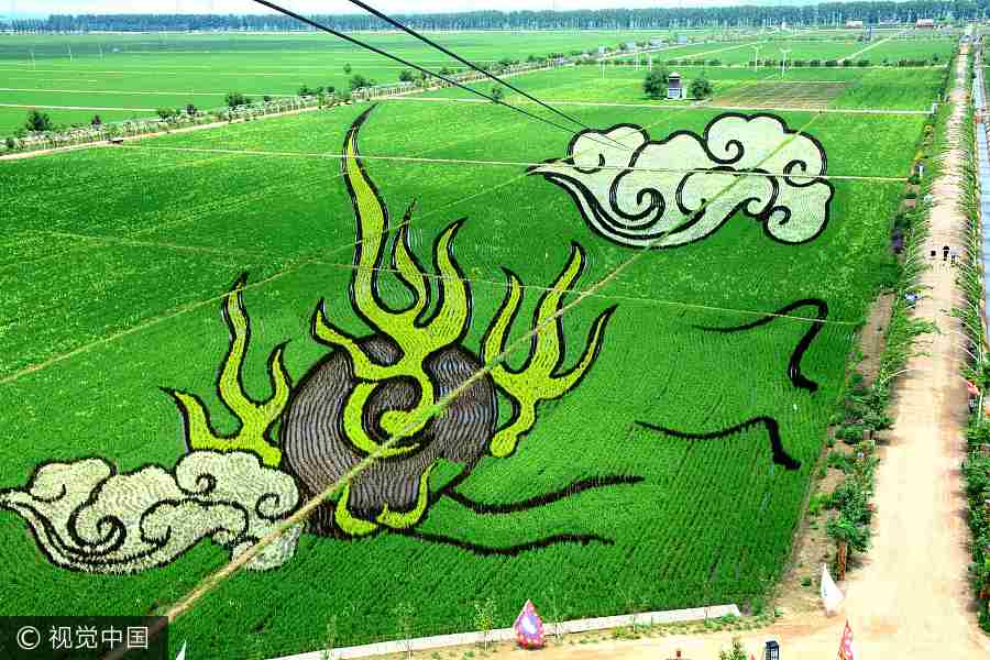 Crean “murales vivos” en los campos de arroz de Shenyang