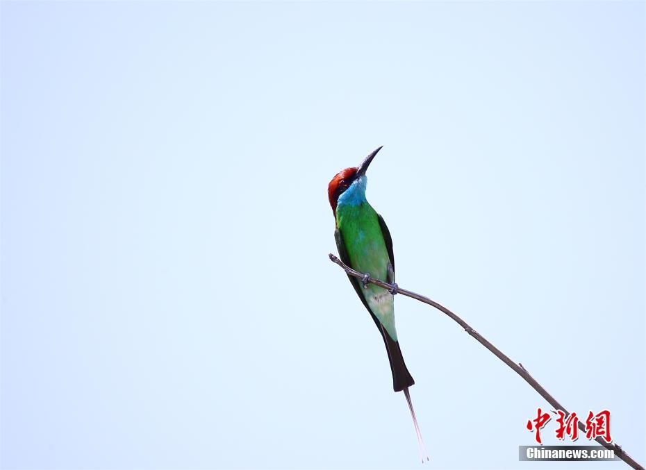 Fotografían aves de espectacular belleza en Hubei