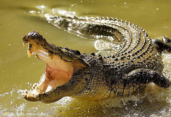 Un cocodrilo atacaa un turista que orinaba en Cancún