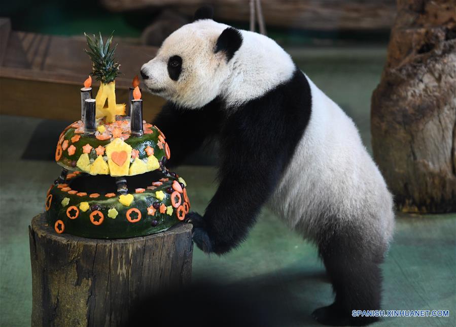 Primer panda nacido en Taiwan celebra su cuarto cumpleaños