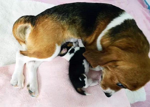 Nace en China el primer perro clonado del mundo utilizando la edición de genes