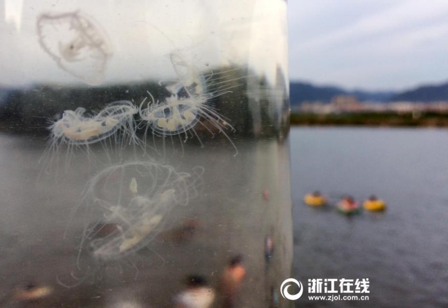 Encuentran medusas de agua dulce en Zhejiang