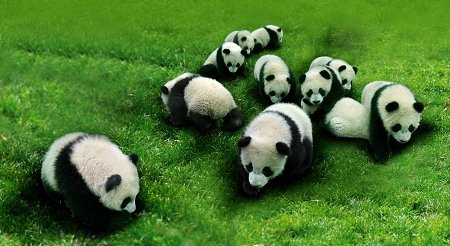 La intensa actividad sísmica de Sichuan  no afecta a los pandas gigantes 2