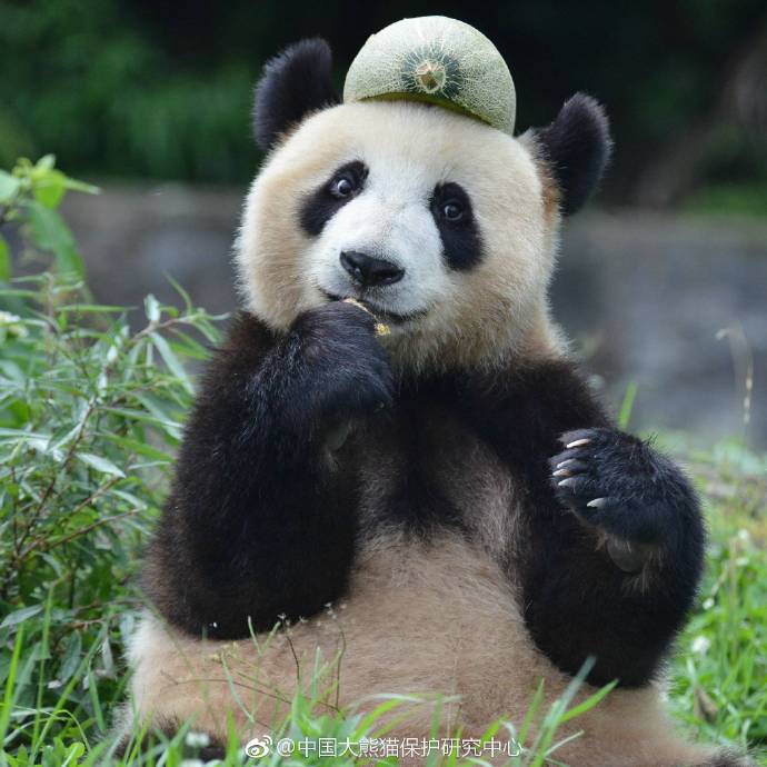 La intensa actividad sísmica de Sichuan  no afecta a los pandas gigantes 4