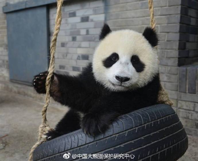 La intensa actividad sísmica de Sichuan  no afecta a los pandas gigantes