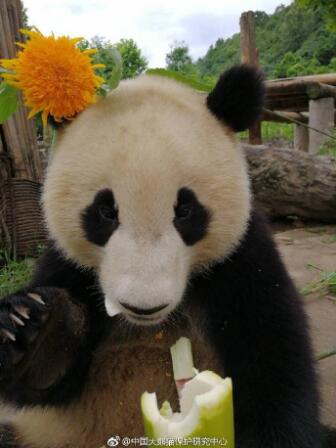 La intensa actividad sísmica de Sichuan  no afecta a los pandas gigantes 6