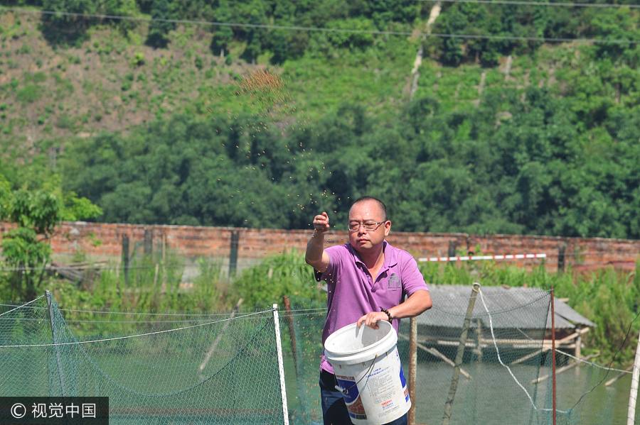 Un graduado de Tsinghuaconvierte la cría del esturión cuchara en una mina de oro