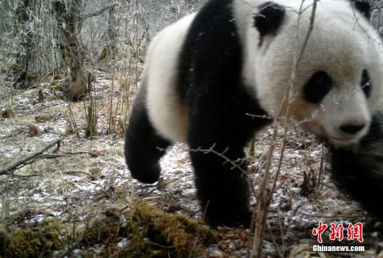 Los pandas salvajes en la región afectada por el terremoto de Jiuzhaigousiguen sanos y salvos