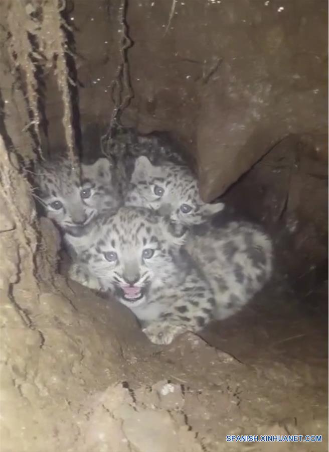 Tres cachorros de leopardo de las nieves son localizados en suroeste de China