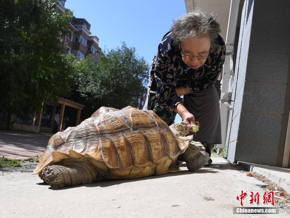 Una anciana saca a pasear a su tortuga mascota