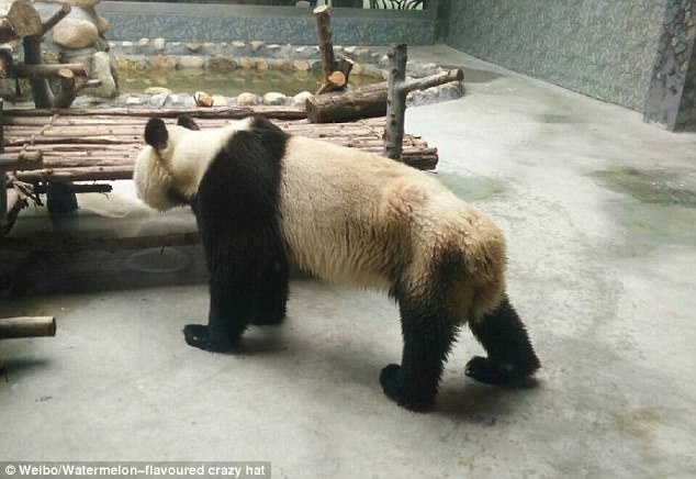 Indignación en un zoológico chino por mantener a un panda raquítico