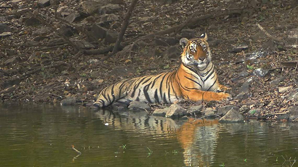 Una tigresa asesina de hombres muere electrocutada en India