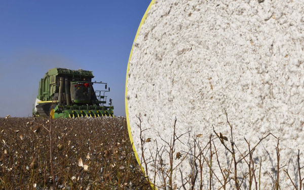 Las máquinas cosechadoras de algodón reemplazan trabajadores en Xinjiang