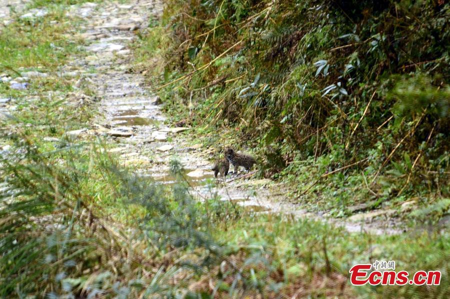 Gatos leopardos son hallados en una reserva natural de China