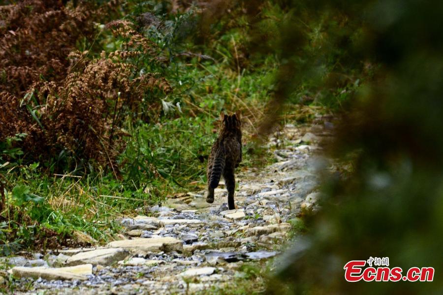 Gatos leopardos son hallados en una reserva natural de China