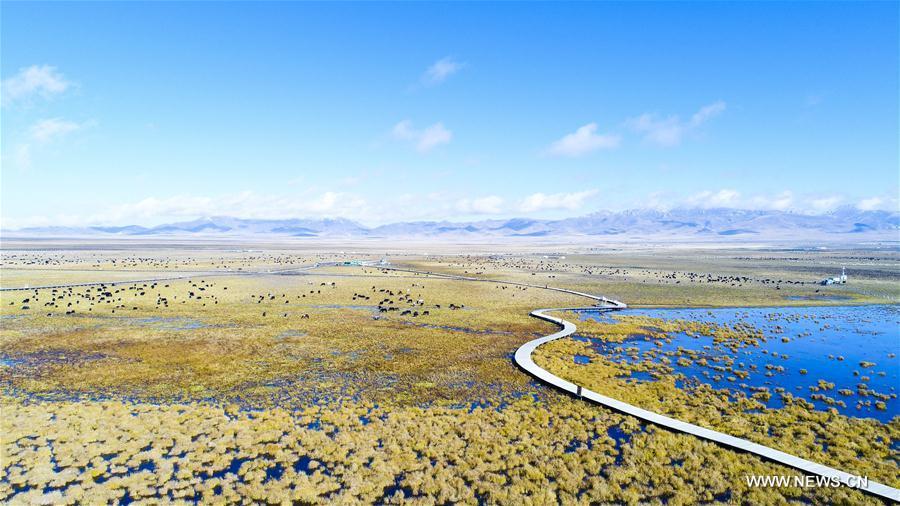 Paisaje de otoño de Ruoergai National Wetland Park