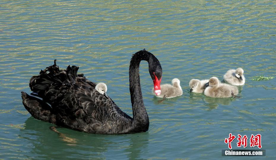 Cisne y sus crías deleitan a los visitantes de un parque en Xinjiang