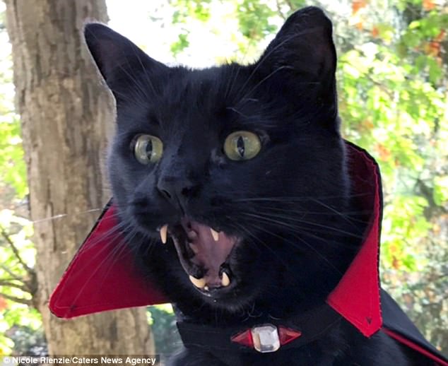 El gato Monk, vestido con una capa de vampiro, enseña sus prominentes colmillos.