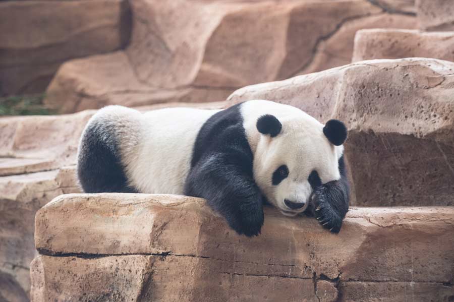 Pandas gigantes chinos listos para aparecer en público en Indonesia
