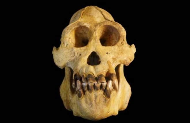 Cráneo de un ejemplar de 'Pongo tapanuliensis' A. NATER