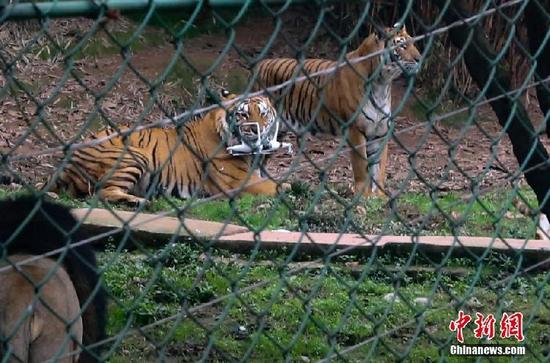 Furiosos tigres capturan un intruso en Chongqing