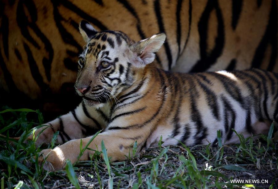 Dos cachorros de tigre se reúnen con el público en el Zoológico de Yangon