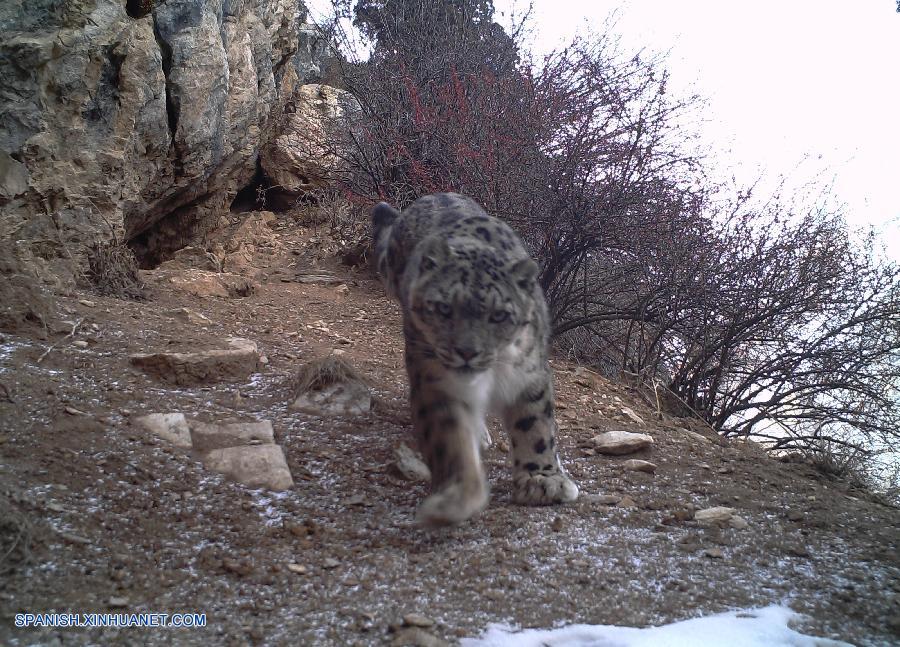 Capturan por primera vez imágenes de leopardos de las nieves en este del Tíbet