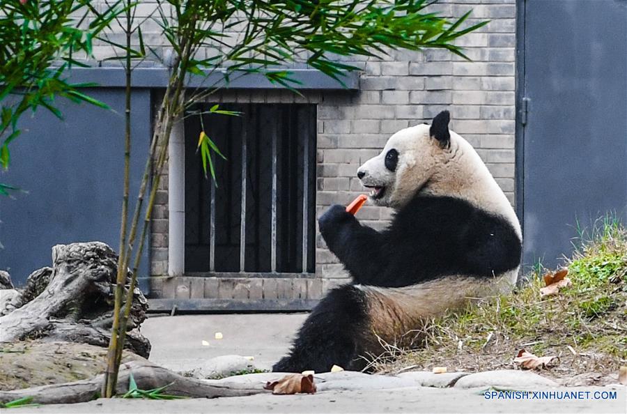 Panda gigante nacida en Malasia es presentada al público