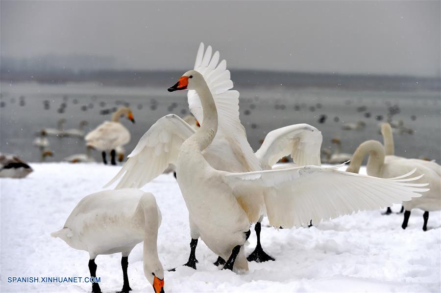 Gobierno local alimenta a cisnes cantores tras grandes nevadas en norte de China