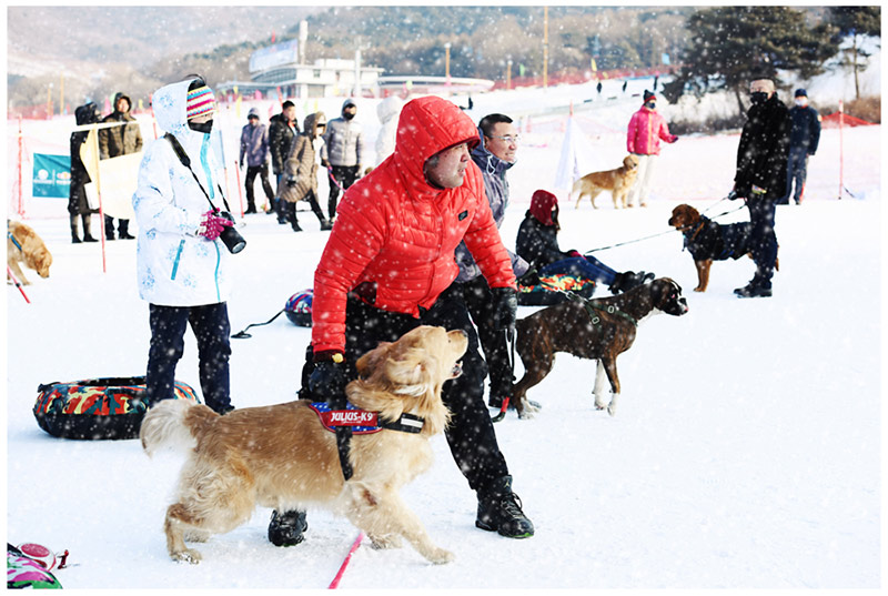 Perros de compañía compitieron en los Juegos de Hielo y Nieve para Mascotas de Shenyang.[Foto / Proporcionado a chinadaily.com.cn]