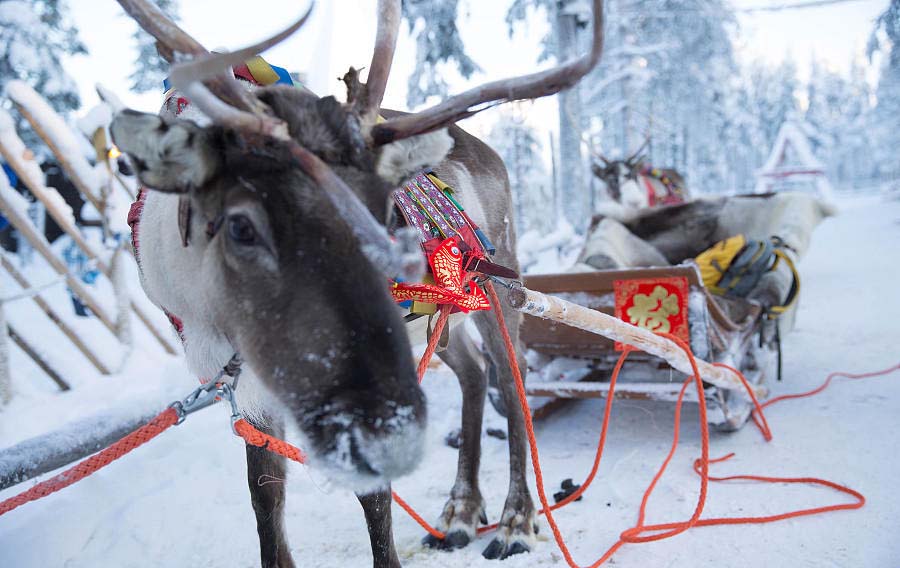 El trineo de Santa Claus engalanado con adornos alegóricos al año nuevo chino. Rovaniemi, Finlandia, 7 de febrero del 2018. [Foto: VCG]