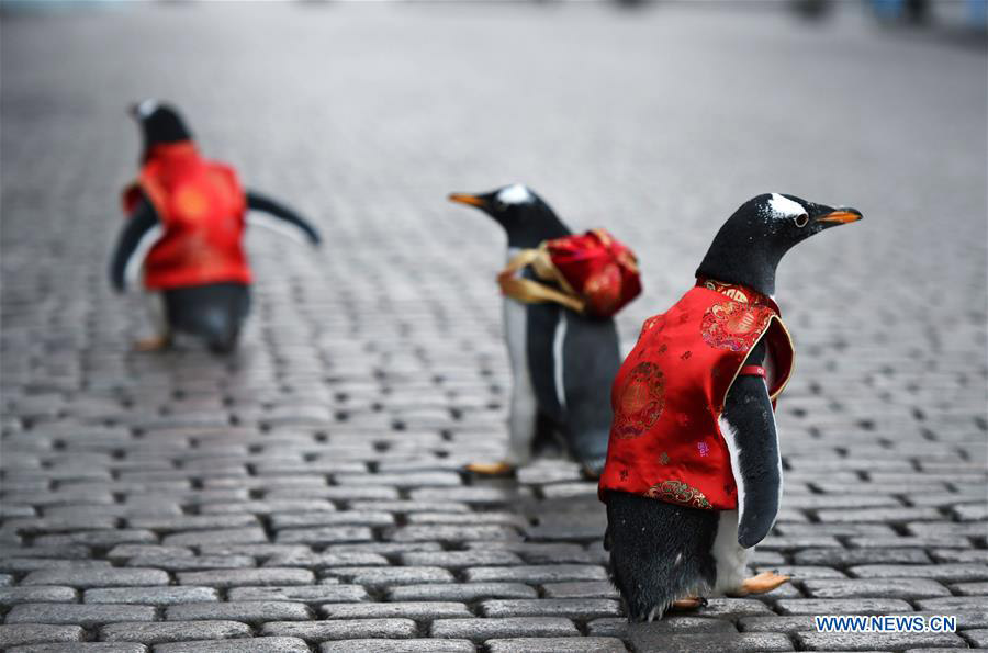 Harbin,11/02/2018(El Pueblo en Línea) - Varios pingüinos vestidos con traje Tang de Harbin Polarland caminan por la calle Central de Harbin, provincia de Heilongjiang, el 10 de febrero de 2018. 