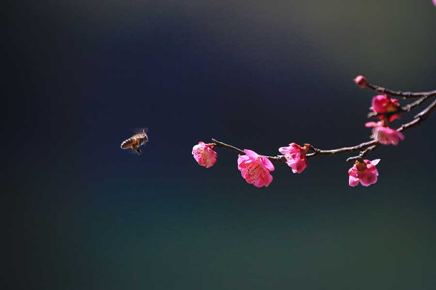 Una abeja vuela cerca de las flores de ciruelo en el parque Yuehu en Ningbo, provincia de Zhejiang el 23 de febrero de 2018. Ya ha comenzado la temporada de floración de los ciruelos esta parte del país, atrayendo a numerosos turistas. [Foto / Xinhua]