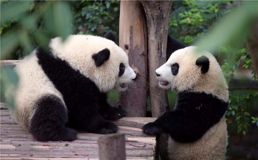 Investigadores descubren claves de dieta de pandas gigantes