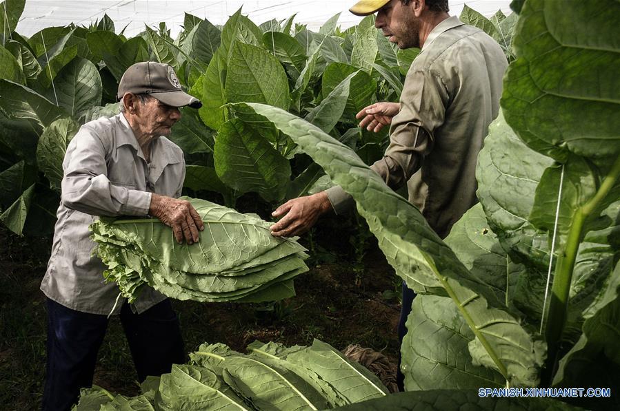 ESPECIAL: Cuba siembra más tabaco para hacer más habanos