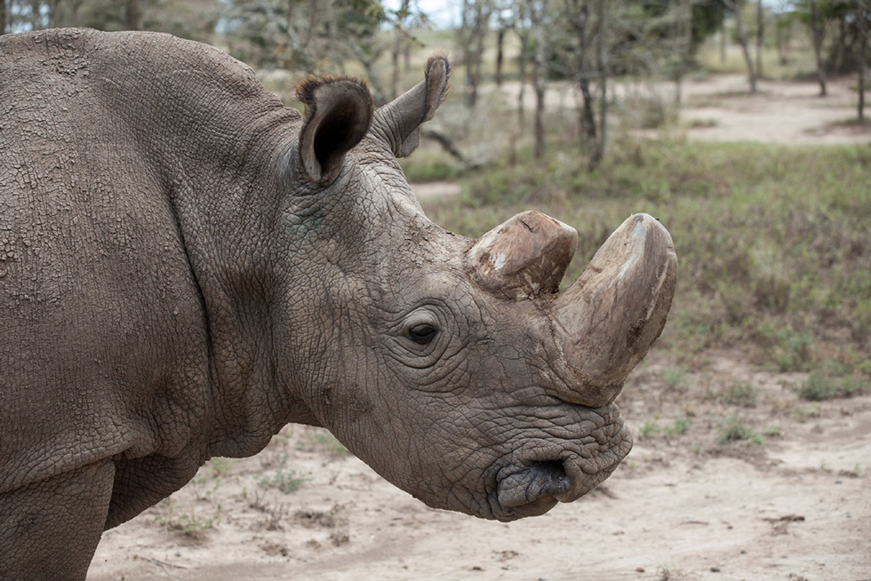Rhinocerous Rhino Photo Keyring Animal Gift ARH-1K 