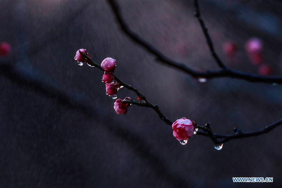 El ciruelo florecido embellece un parque de Qingkou, en Ganyu, ciudad Lianyungang, provincia de Jiangsu, 13 de marzo del 2018. (Foto: Xinhua/ Si Wei) 