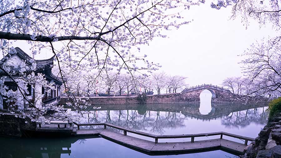 Las flores de cerezo embellecen la ciudad de Wuxi