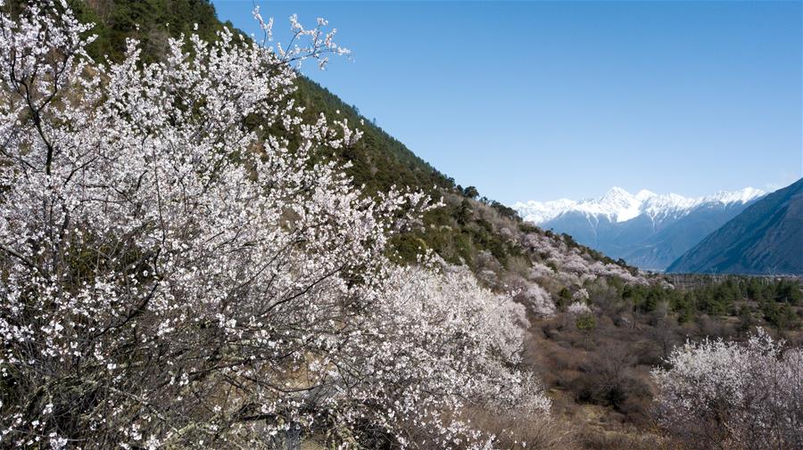 Paisaje de flores de durazno en el Tíbet