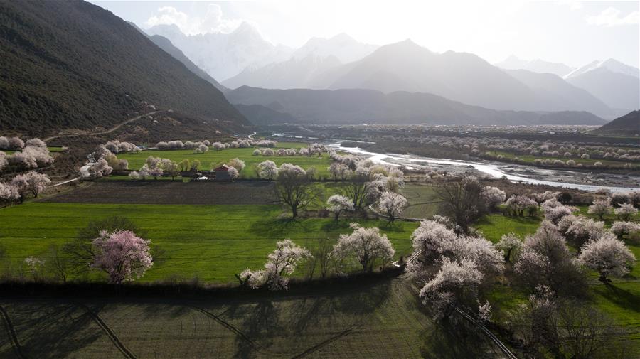 Paisaje de flores de durazno en el Tíbet