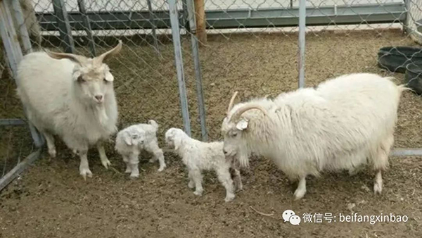 Primera cabra clonada de lana extrafina tiene dos crías en China