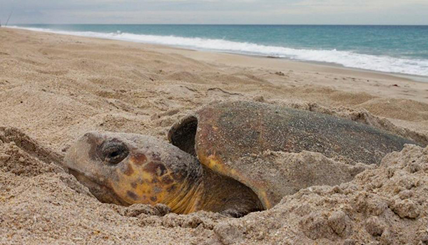 Un GPS interno orienta a las tortugas marinas hasta la playa donde nacieron para anidar