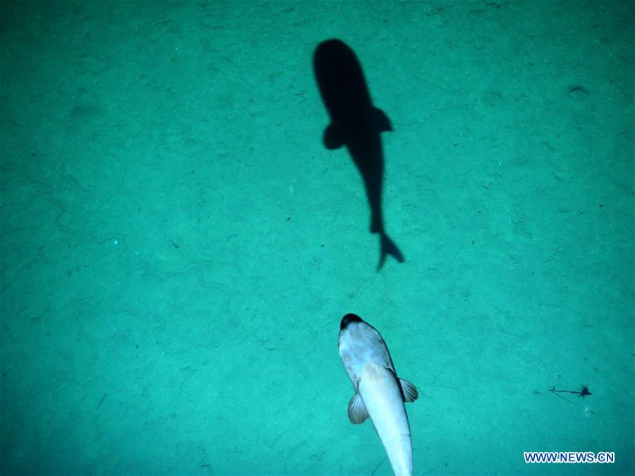 El sumergible chino Qianlong III capta imágenes de criaturas marinas de aguas profundas