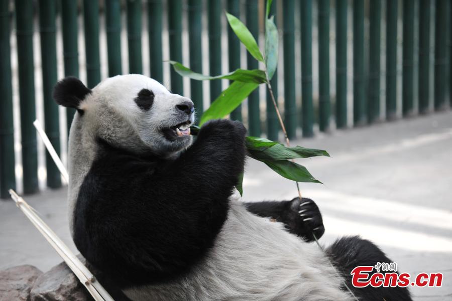 El panda hembra Pu Pu ahora resulta ser macho