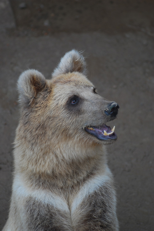 Un oso pardo parece sonreír en el Zoológico de Harbin. 