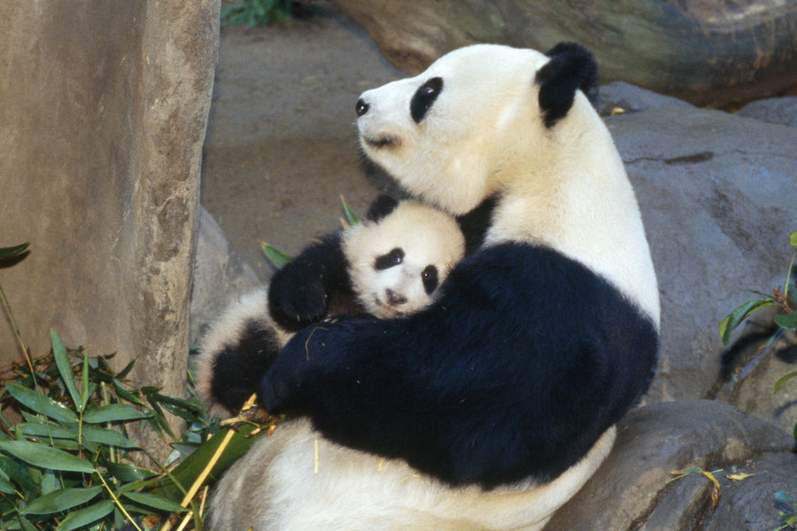 Una cría de panda y su madre. [Foto / IC]