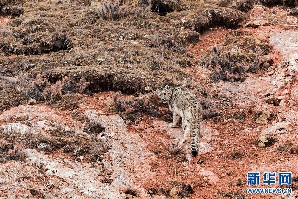 El área de Sanjiangyuan es el hogar de más de 1.000 leopardos de las nieves
