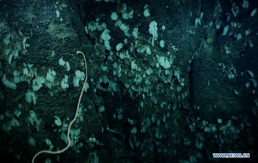 Científicos descubren un coral de agua fría en la meseta Ganquan del Mar Meridional de China